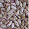 Long Shape Light Speckled Kidney Beans